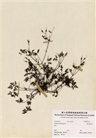 藏品(漢葒魚腥草)的圖片
